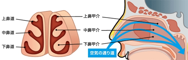 鼻腔