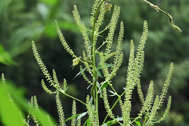 日本で一番古い花粉症！「ブタクサ花粉症」とは