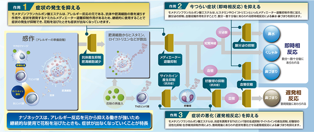 花粉アレルギーの発生機序とモメタゾンフランカルボン酸エステルの働きに関するイメージ図